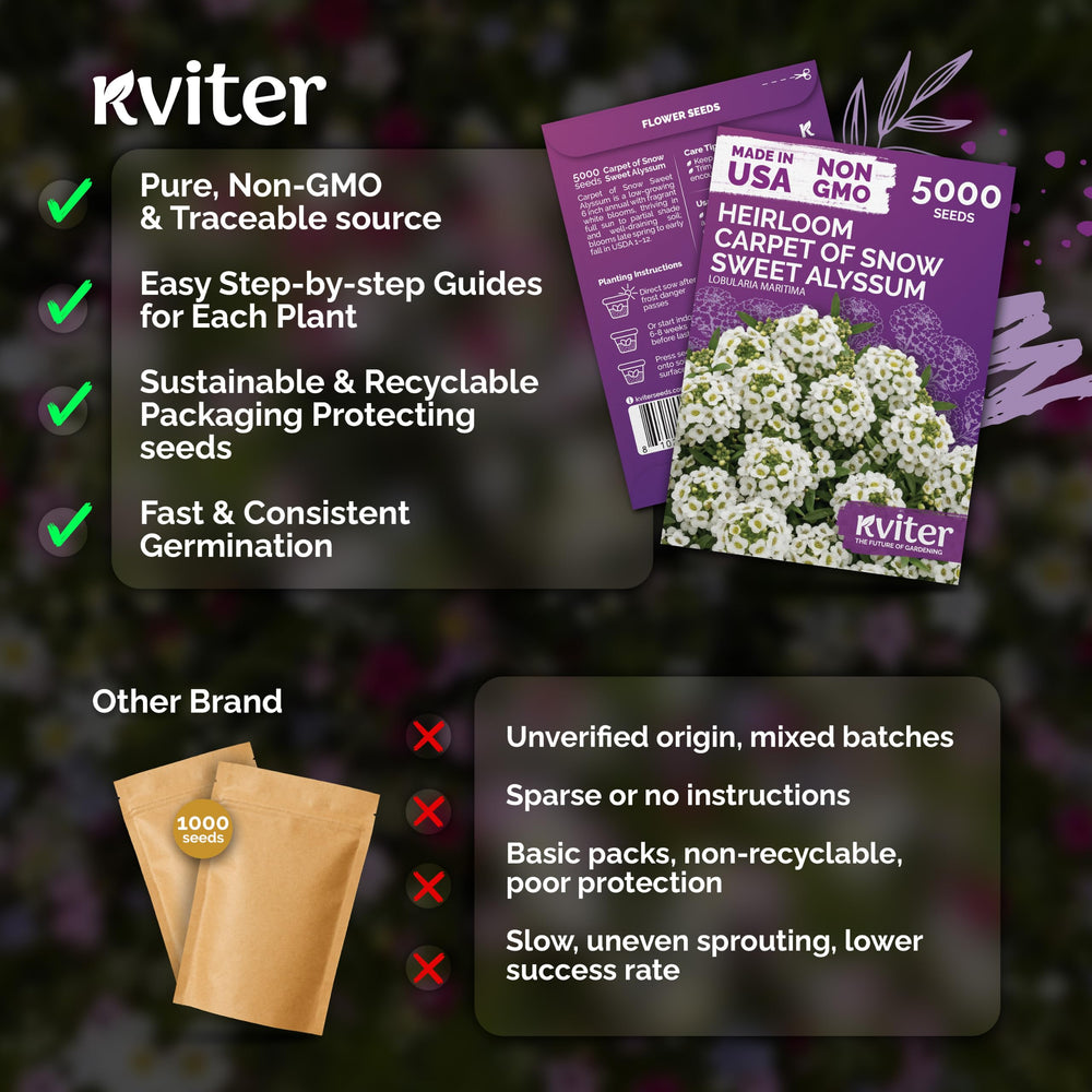 KVITER Sweet Alyssum flowers attracting pollinators