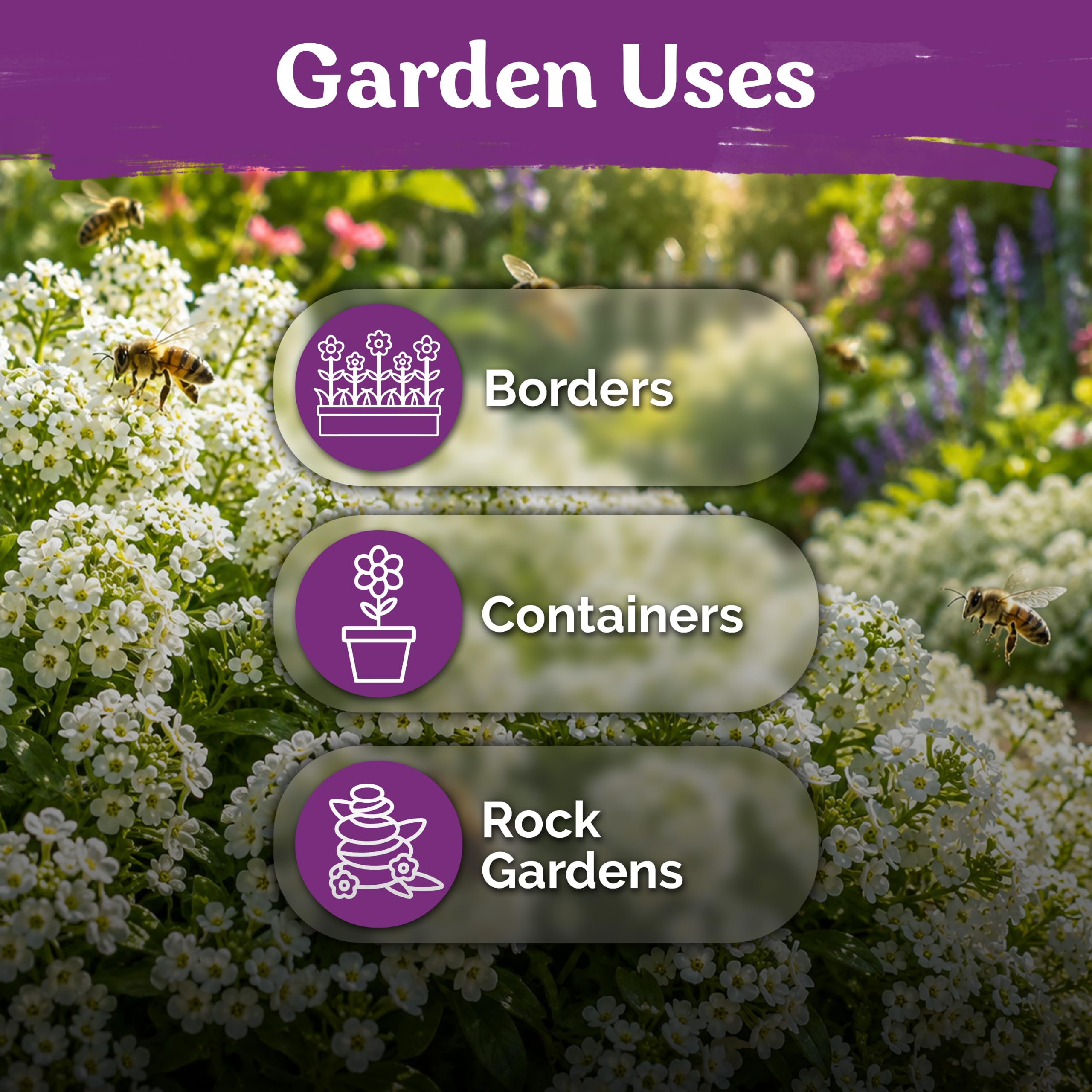 KVITER Sweet Alyssum Seeds packet back view with instructions