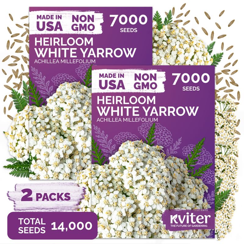 KVITER White Yarrow Heirloom Flower Seeds 14,000 count pack