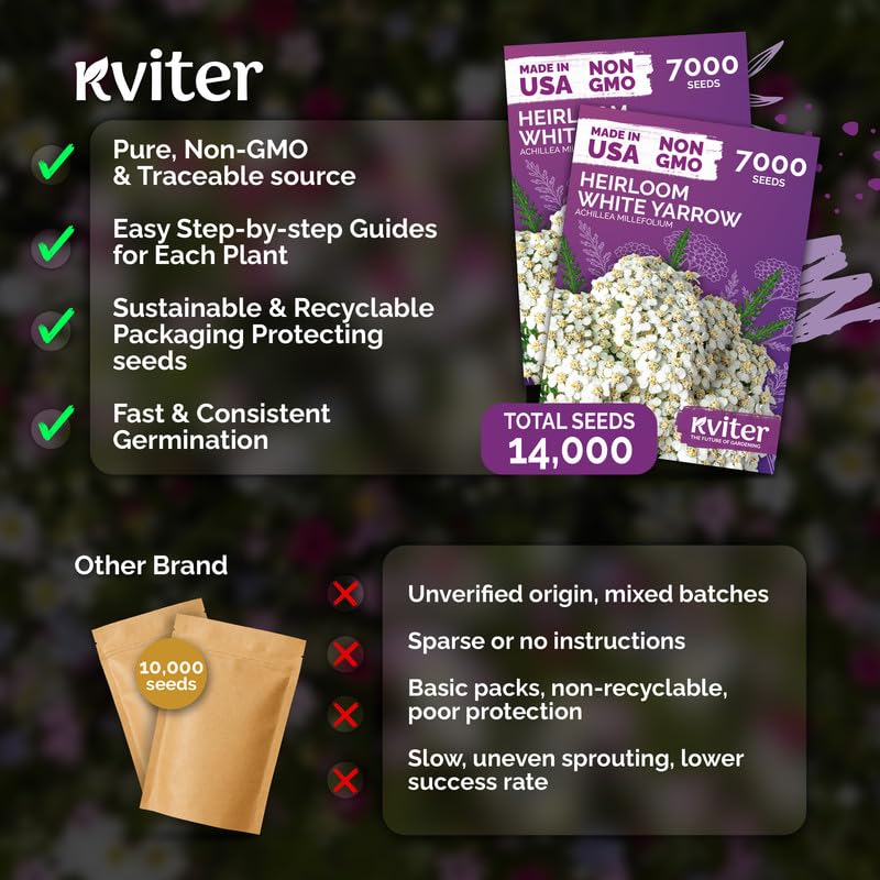 KVITER White Yarrow seeds in a measuring spoon