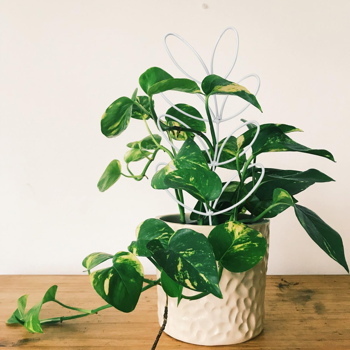 KVZVK Indoor Plant Trellis in use with climbing plants