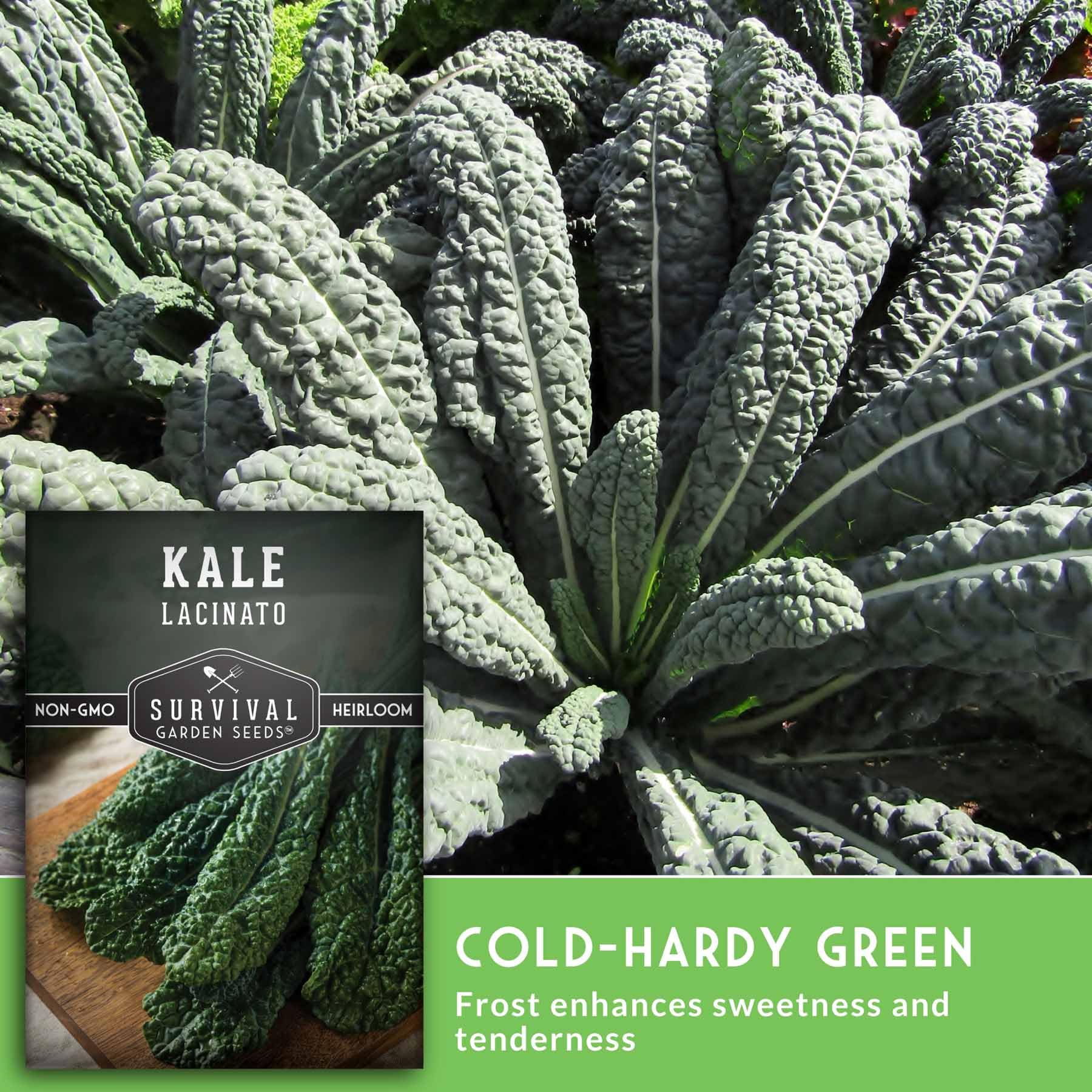 Lacinato kale plants growing in a garden