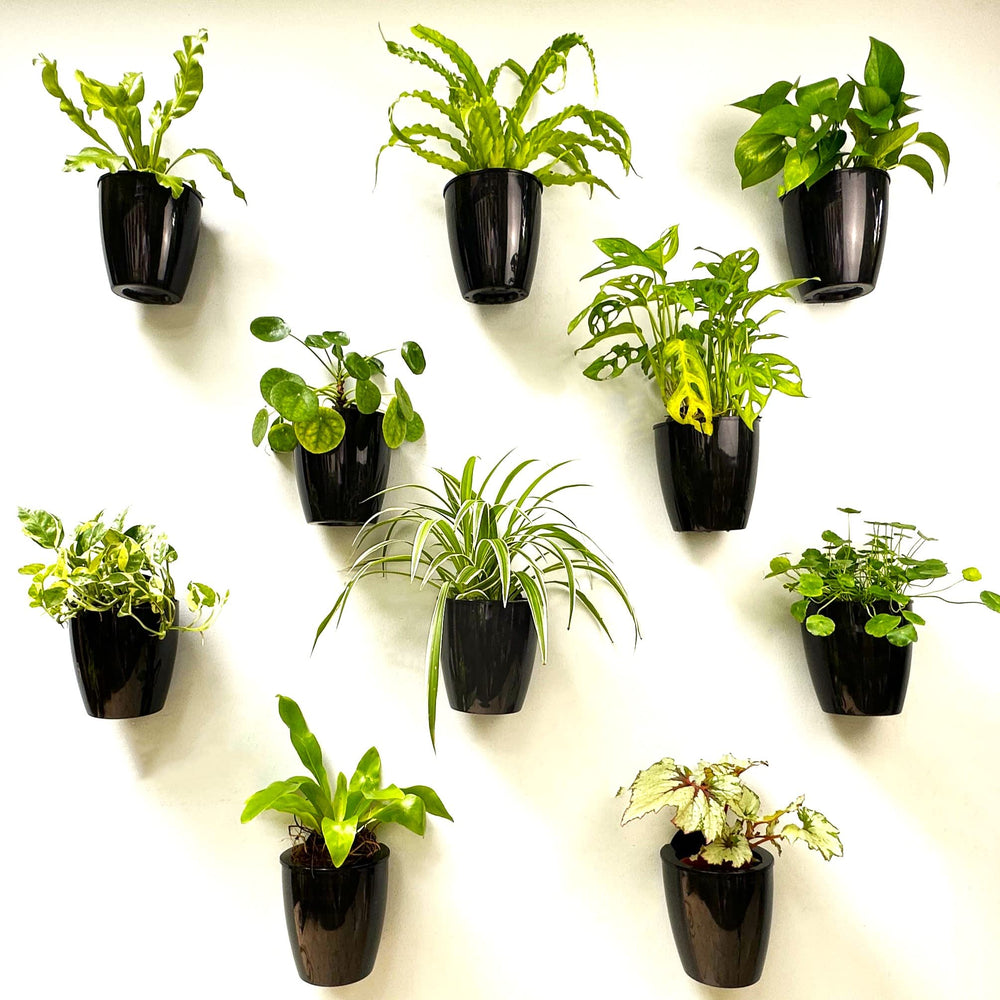 LáLáGreen 5-inch indoor wall planter front view