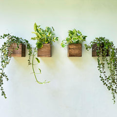LáLáGreen Wall Planter set of four wooden boxes front view