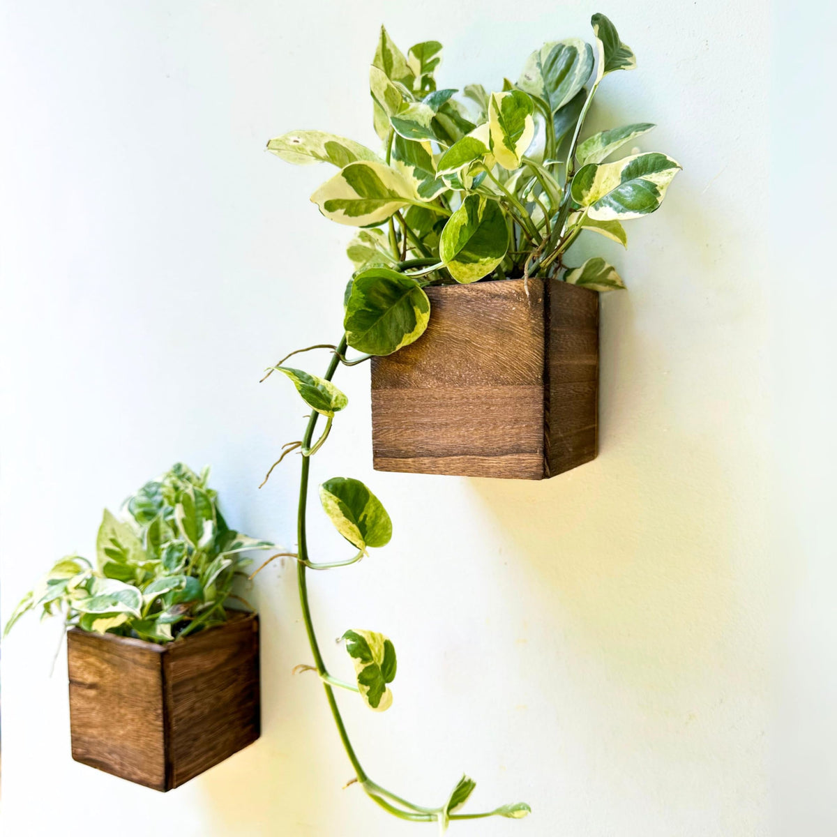 LáLáGreen Wood Planter Box front view, brown color