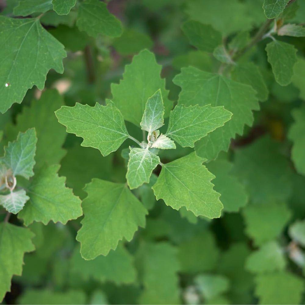 Lambs Quarters plants growing in a garden setting