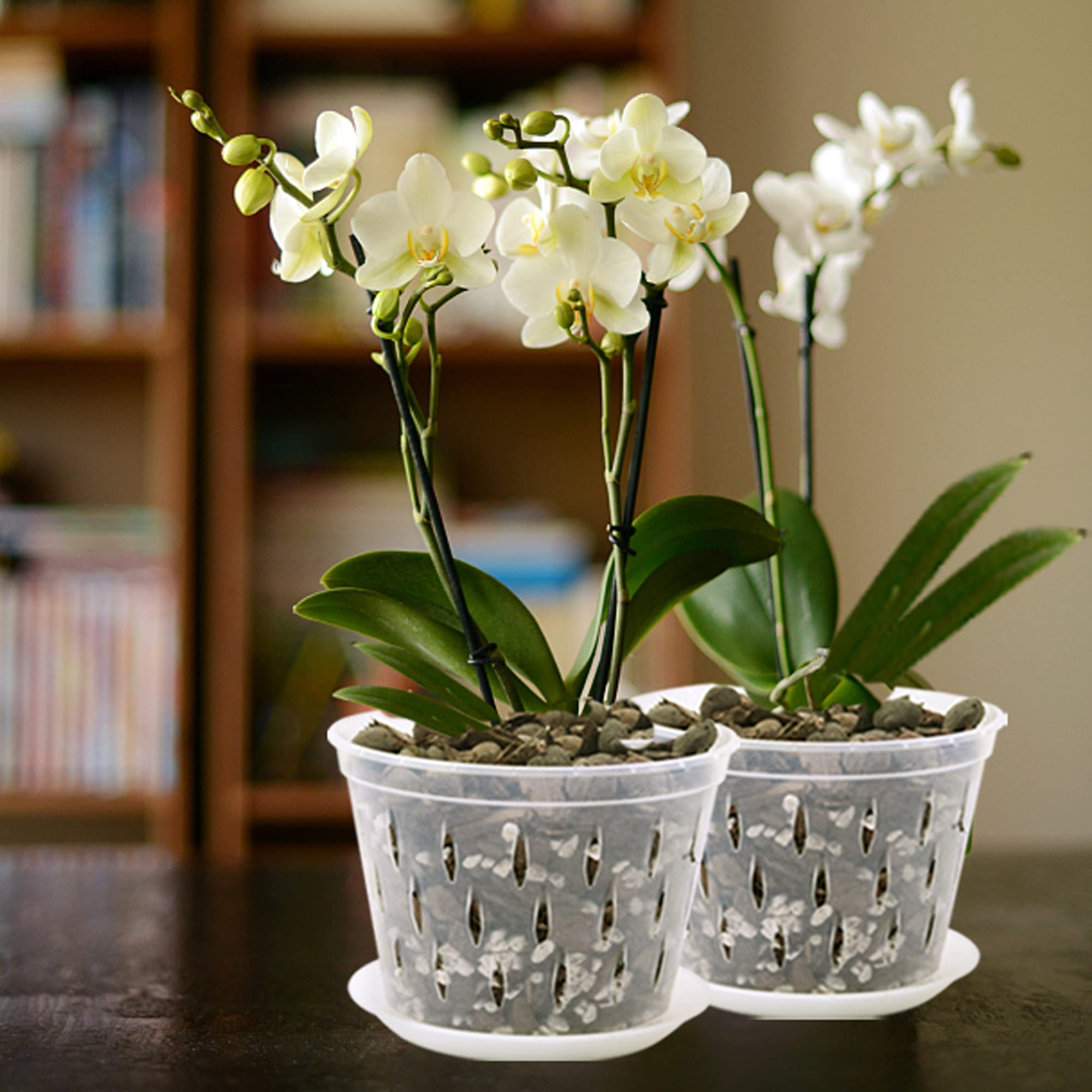 lanccona 8 Inch Clear Orchid Pot in a garden setting