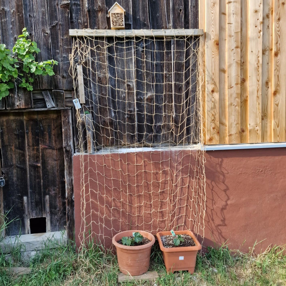 Large squares of jute netting supporting climbing plants