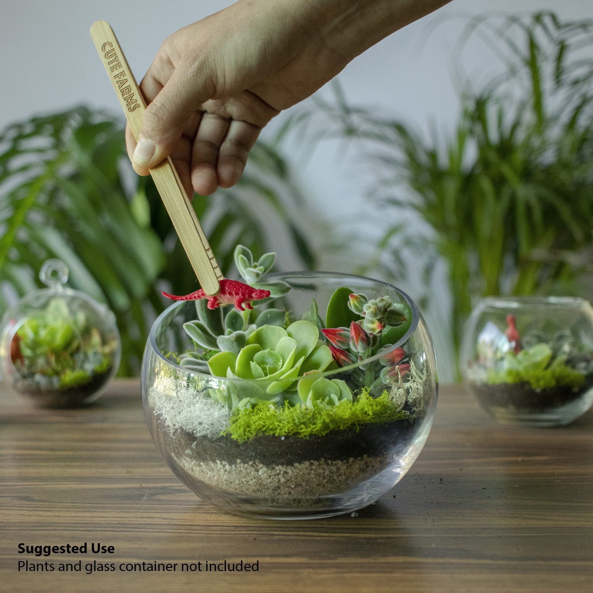 Large Terrarium Kit with preserved moss and activated charcoal soil