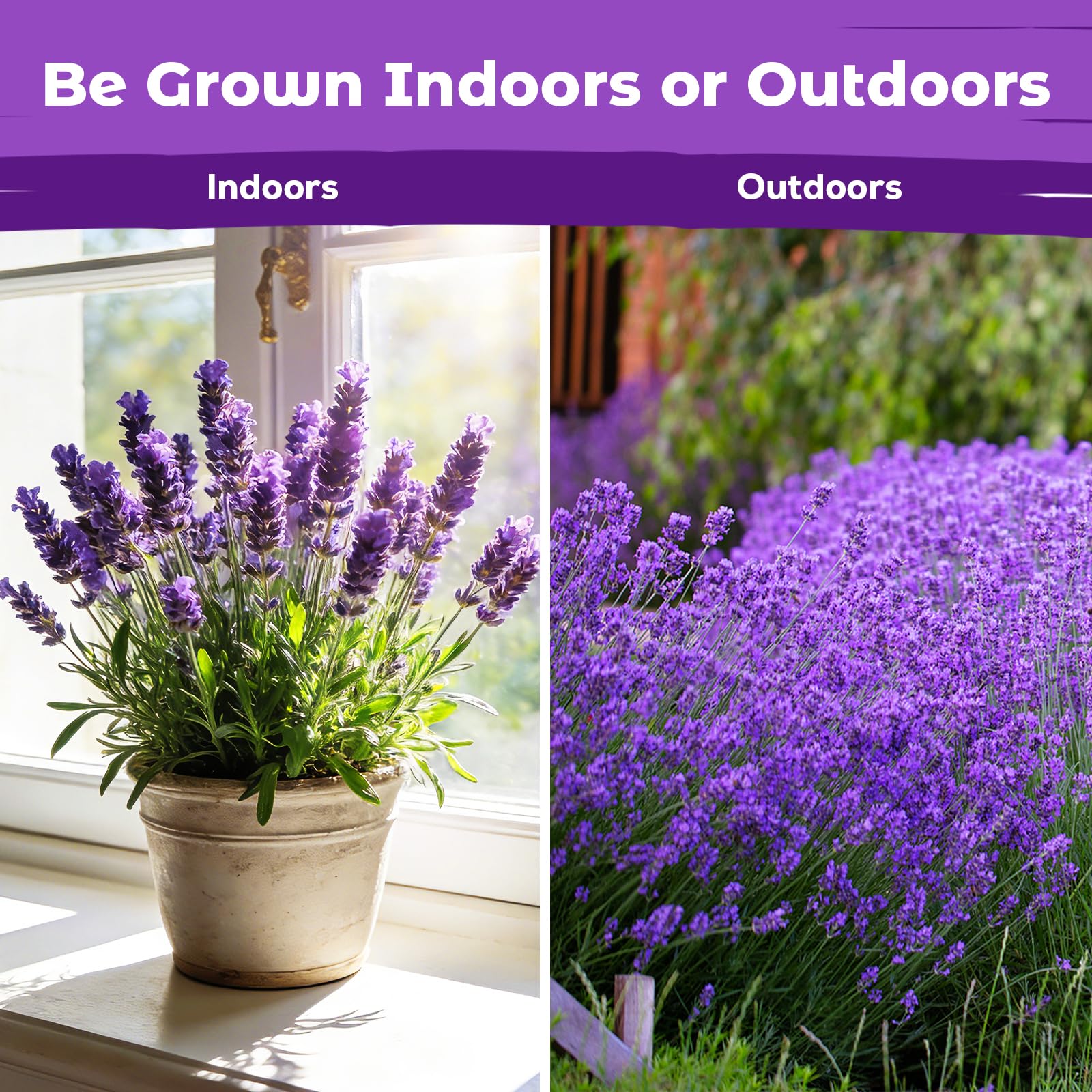 Lavender flowers attracting bees and butterflies