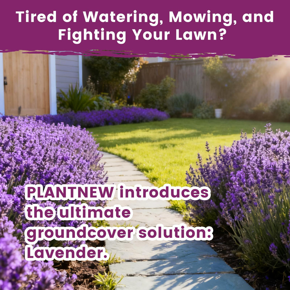 Lavender flowers growing in a garden bed