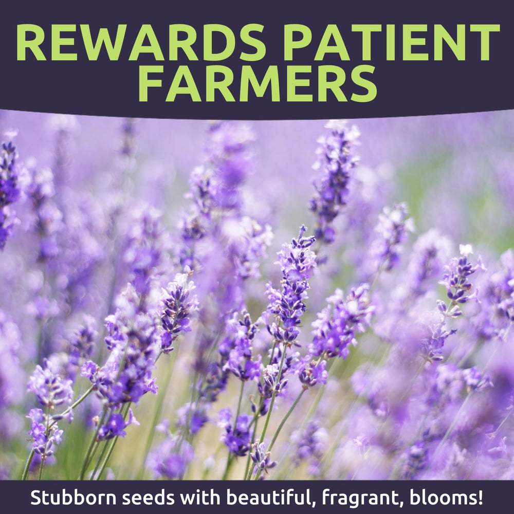 Lavender flowers in a garden setting