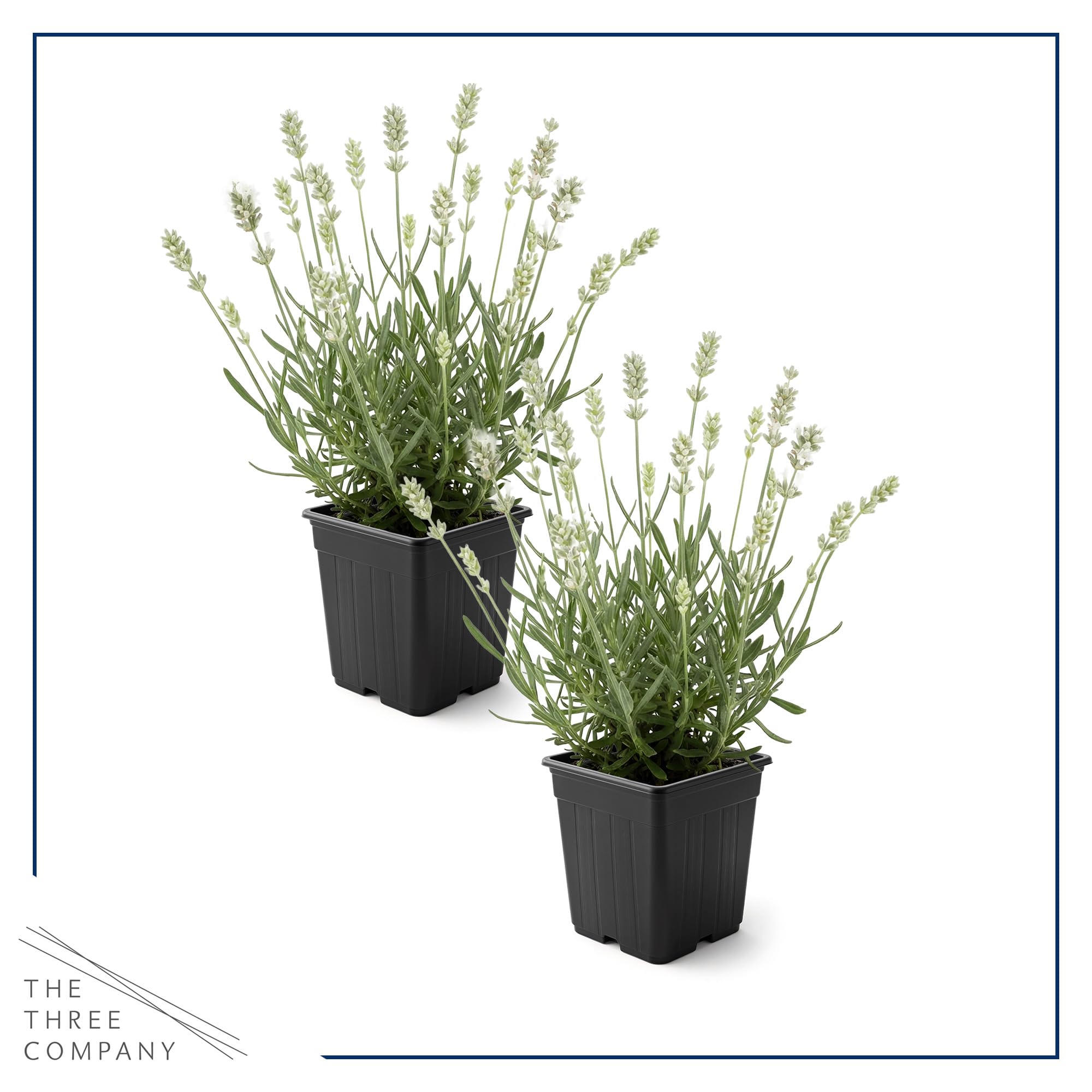 Lavender plants in a garden setting with sunlight