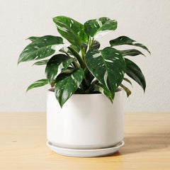 LE TAUCI 6.8 inch ceramic plant pot with saucer, white