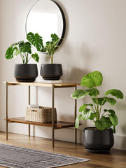 LE TAUCI Ceramic Planter with Snake Plant inside