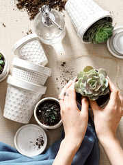 LE TAUCI ceramic pot on a windowsill filled with succulents