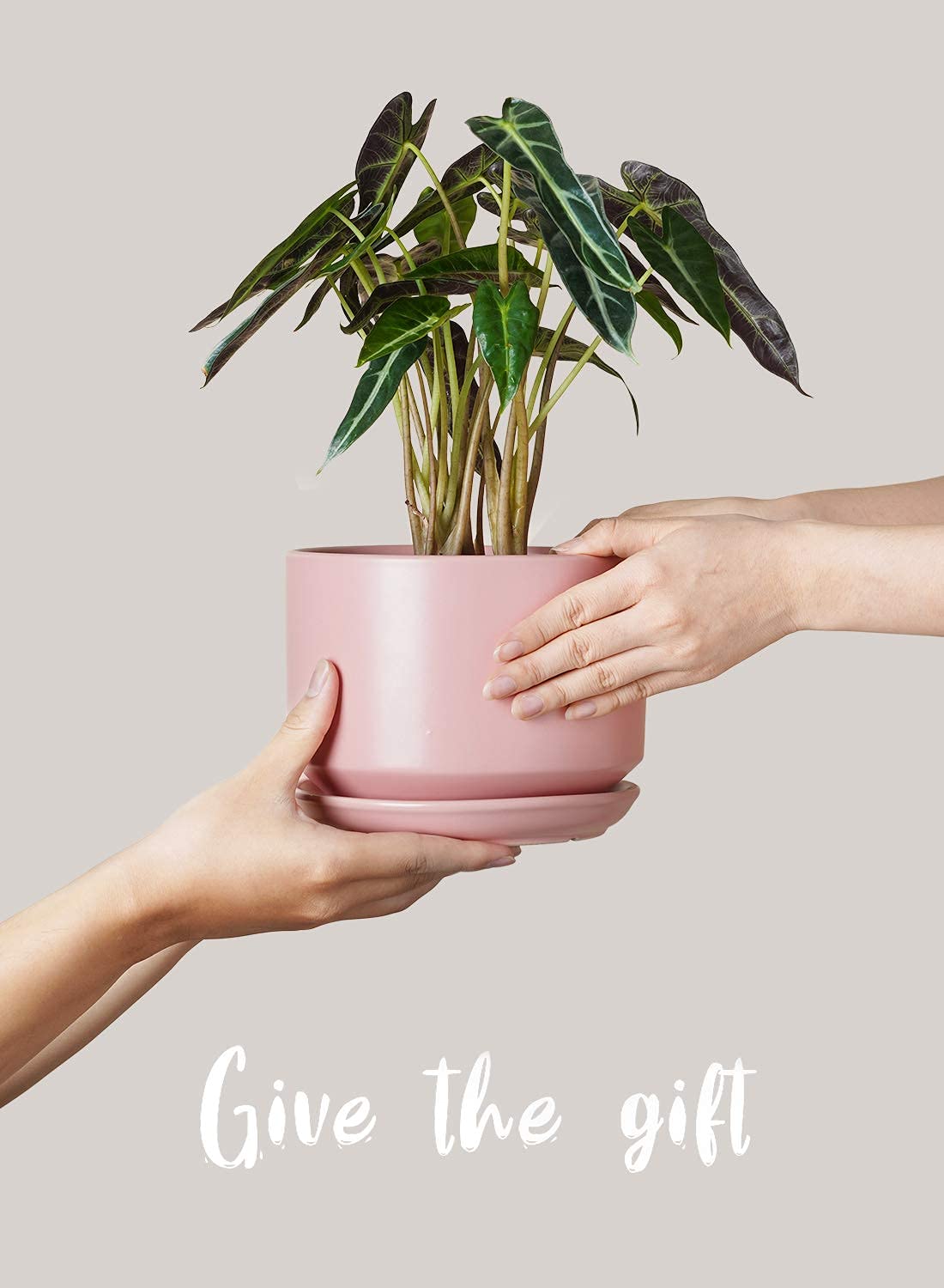 LE TAUCI ceramic pot with mesh pad included