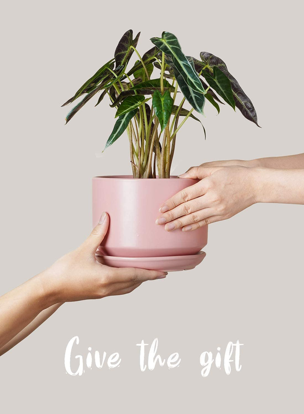 LE TAUCI ceramic pot with mesh pad included