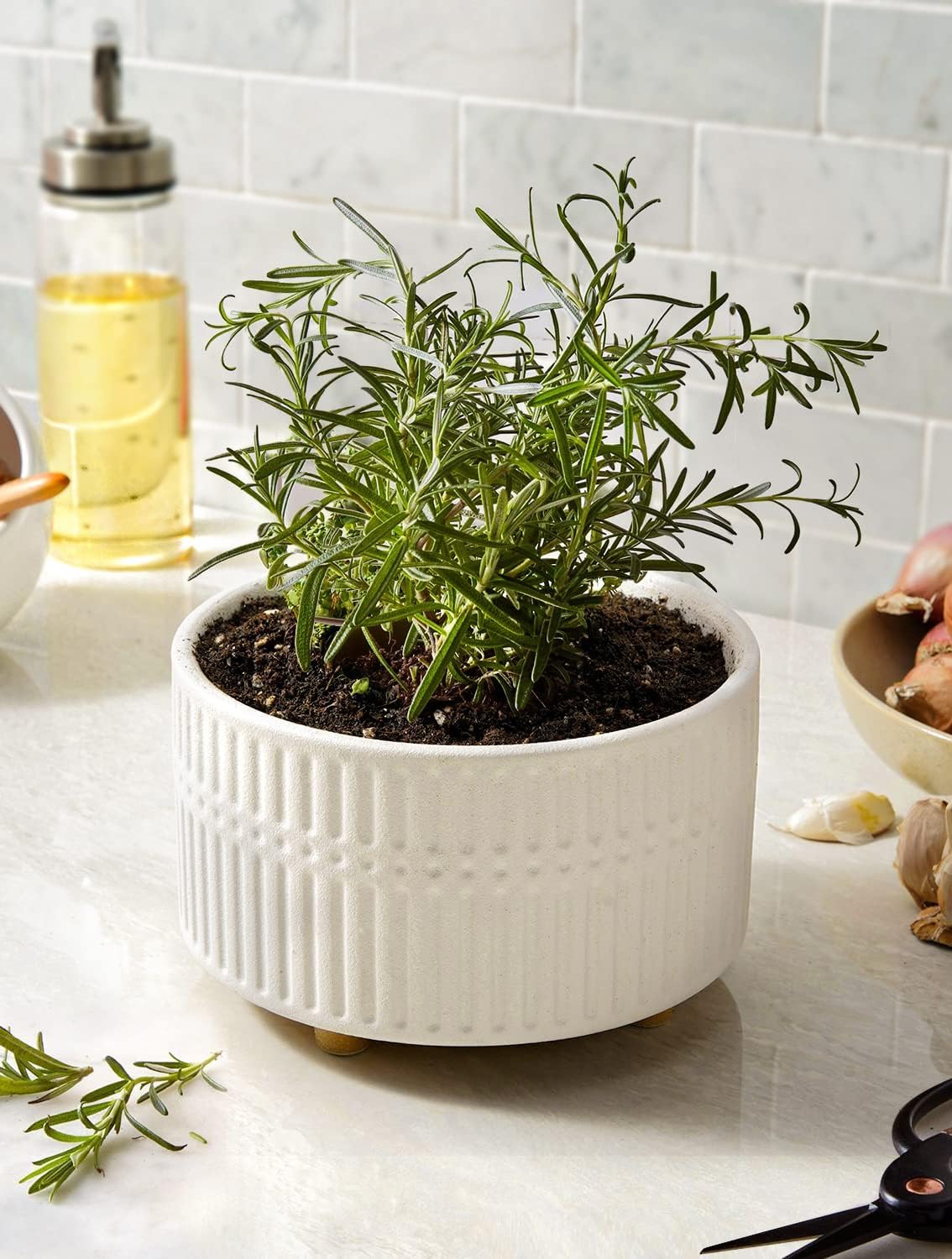 LE TAUCI pots with succulents arranged inside for indoor décor