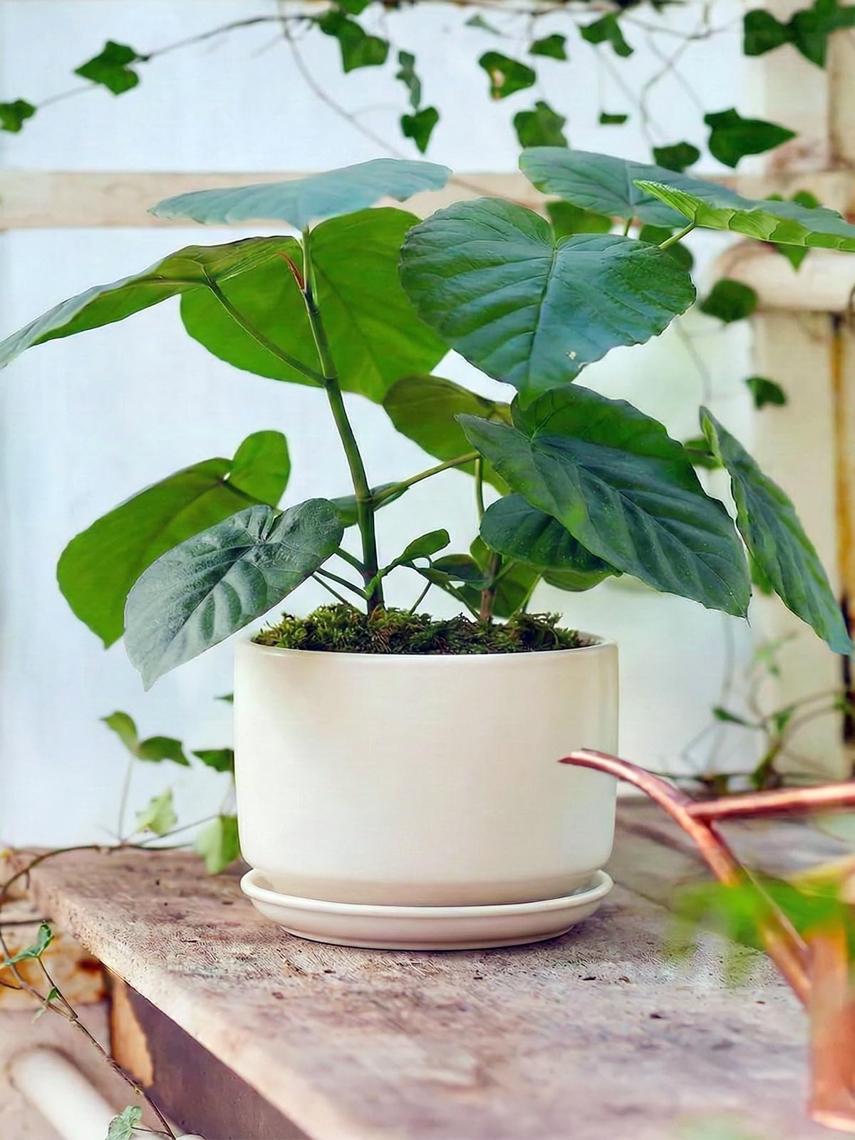 LE TAUCI white ceramic pot with spider plant, on a windowsill