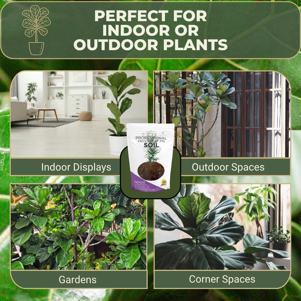 Leaves and Soul soil mix beside fiddle leaf fig plant