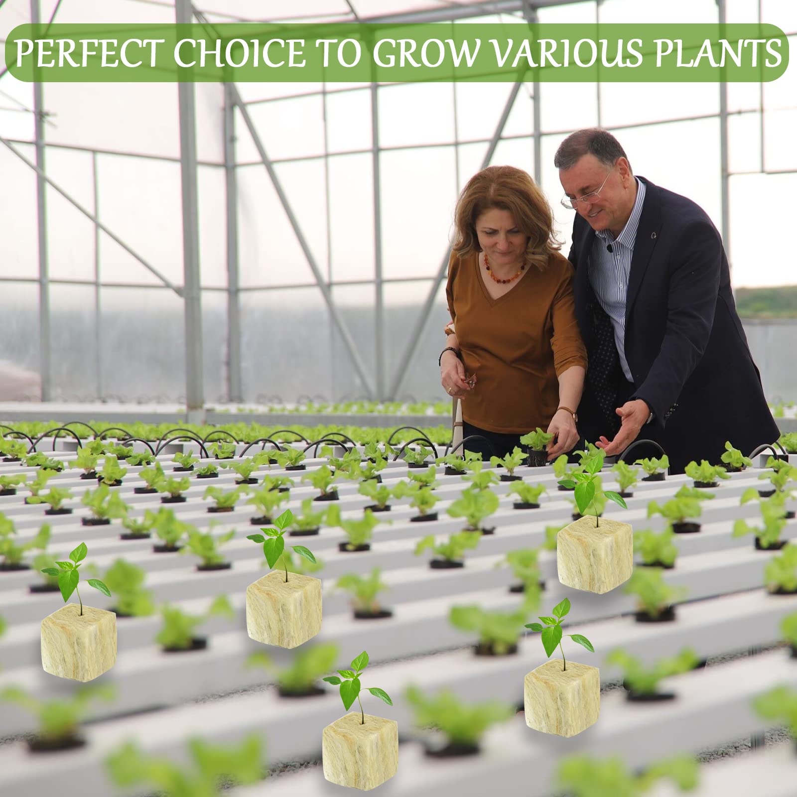 Legigo Rockwool Cubes showing growth of seedlings