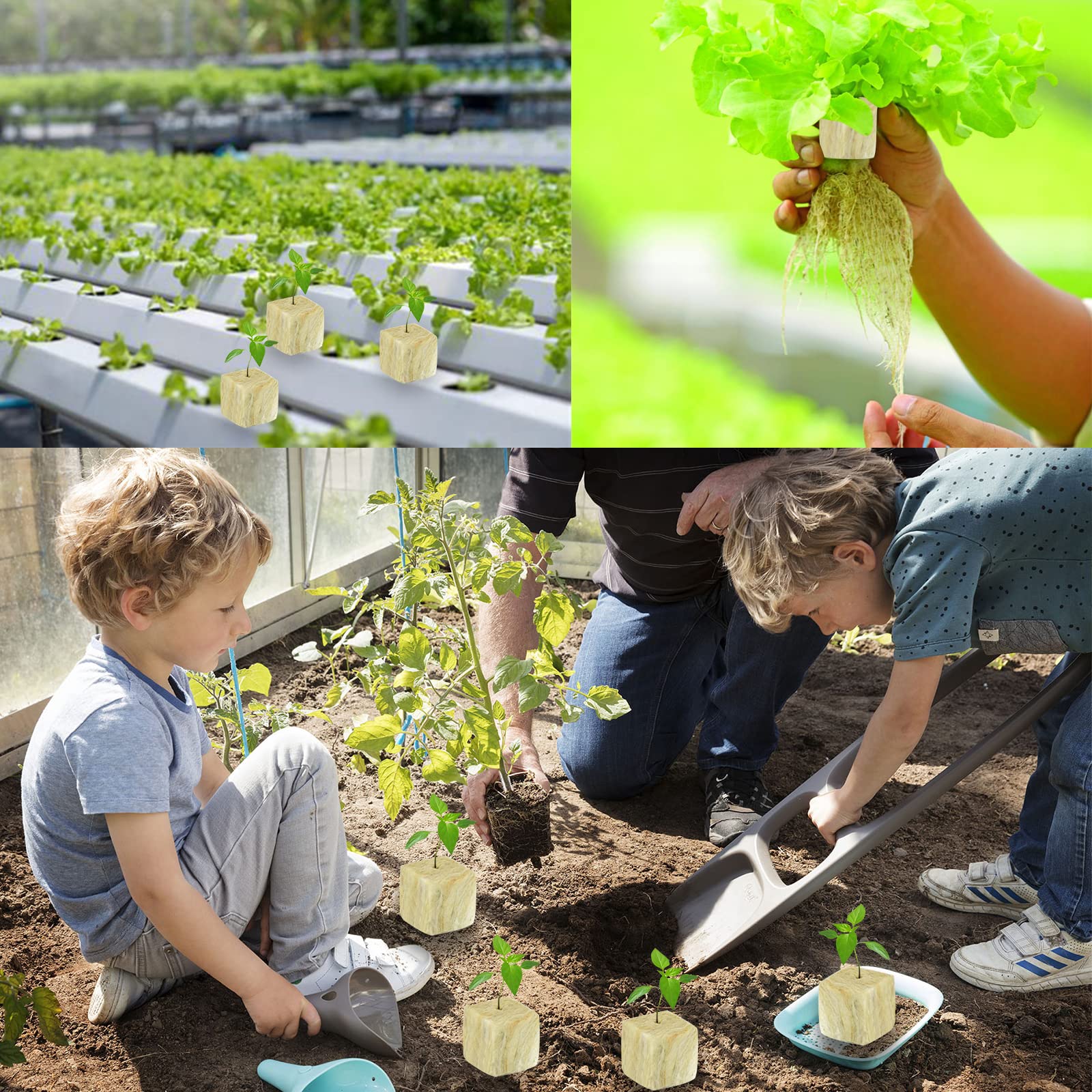 Legigo Rockwool Cubes with seedlings inserted