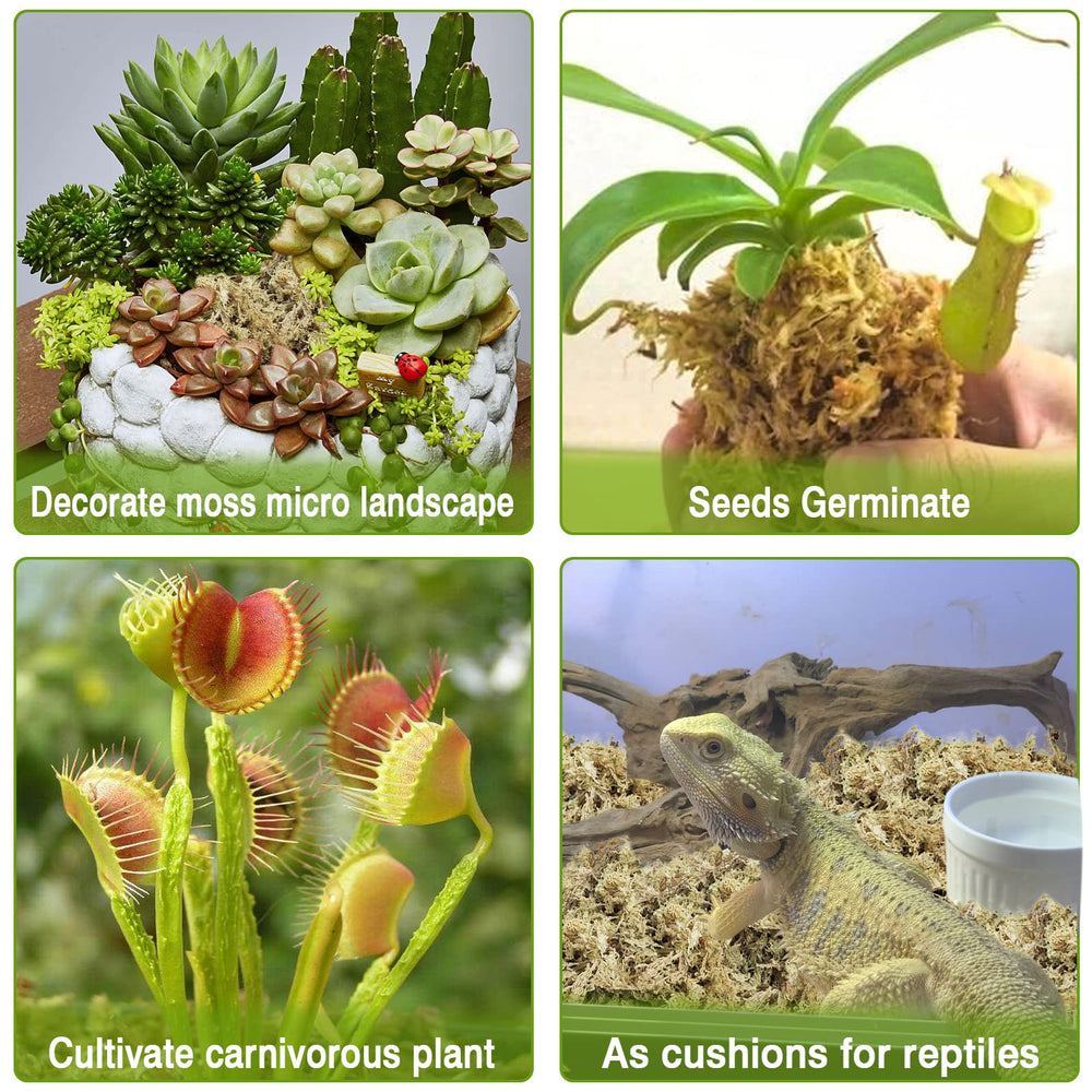 Legigo Sphagnum Moss for orchid repotting
