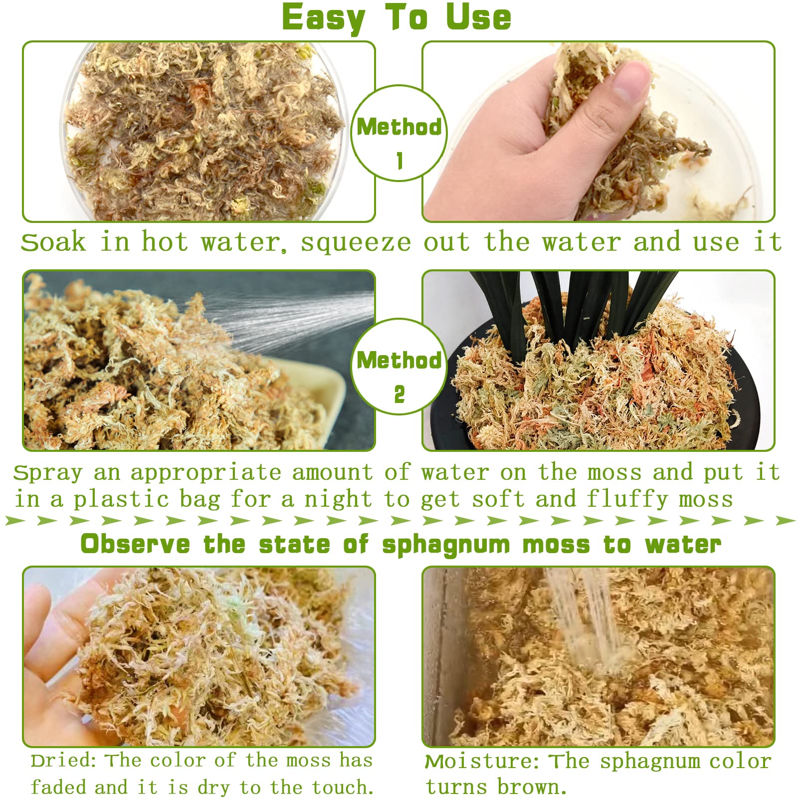Legigo Sphagnum Moss used in a terrarium setup