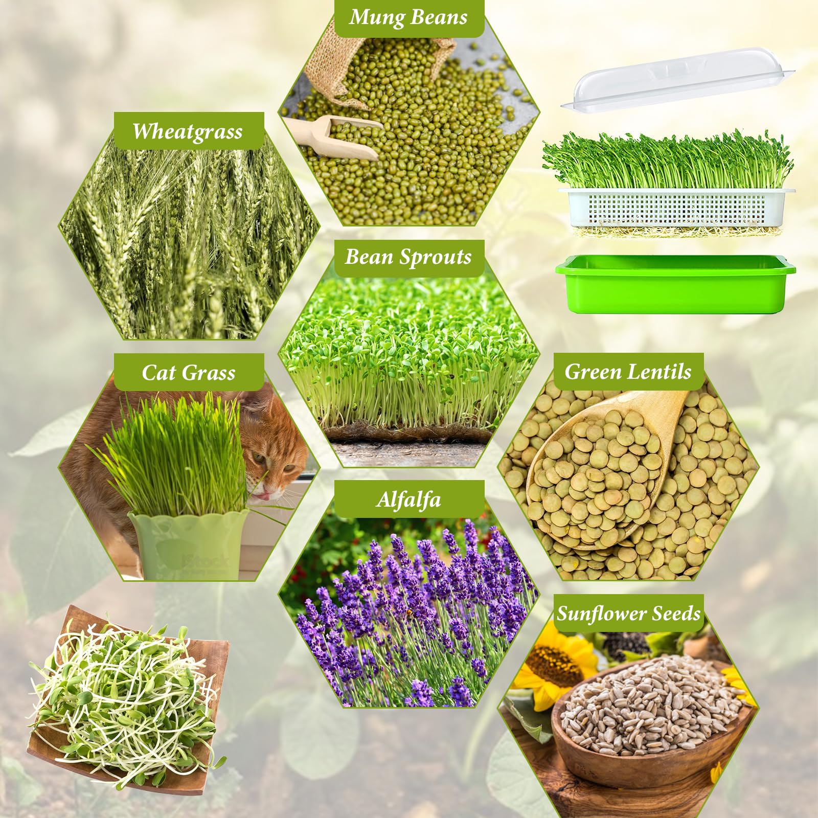 Legigo sprout trays in use growing various seeds