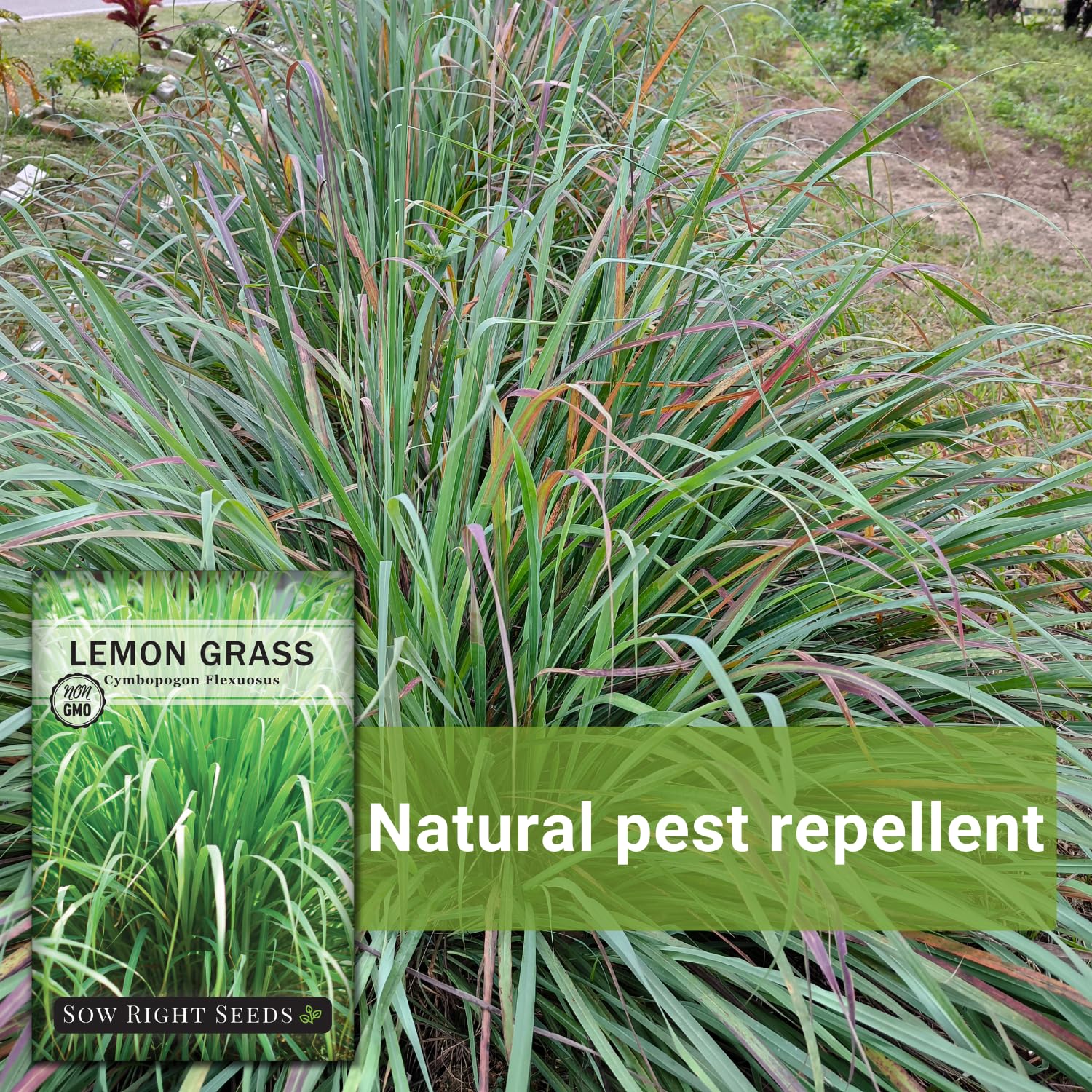 Lemon grass in a kitchen setting for cooking