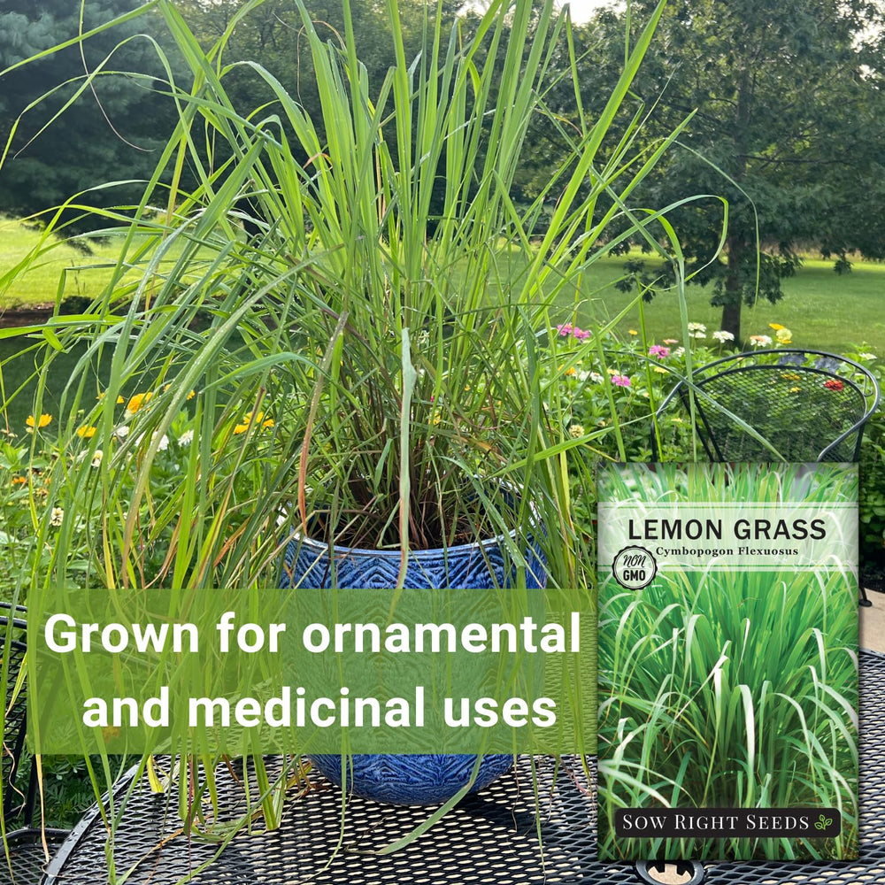 Lemon grass plant growing in garden