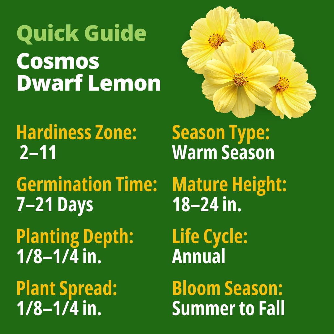 Lemon Yellow Dwarf Cosmos blooms in garden