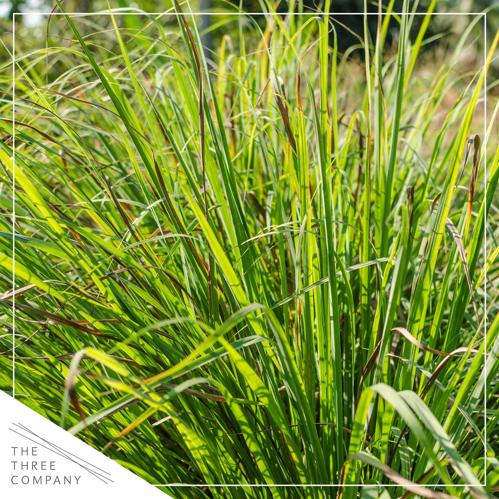 Lemongrass plant with fresh green leaves