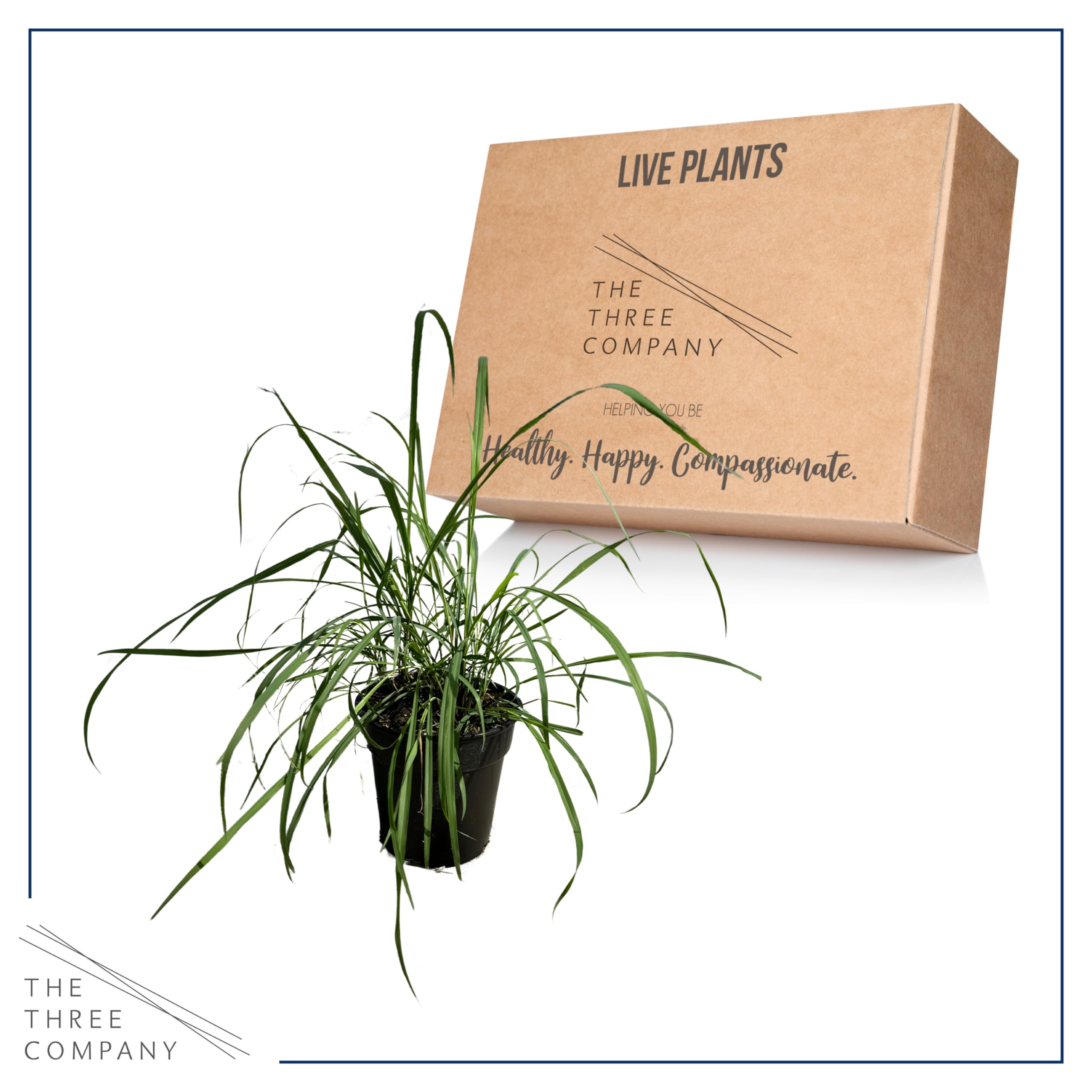 Lemongrass used in cooking, fresh leaves on table