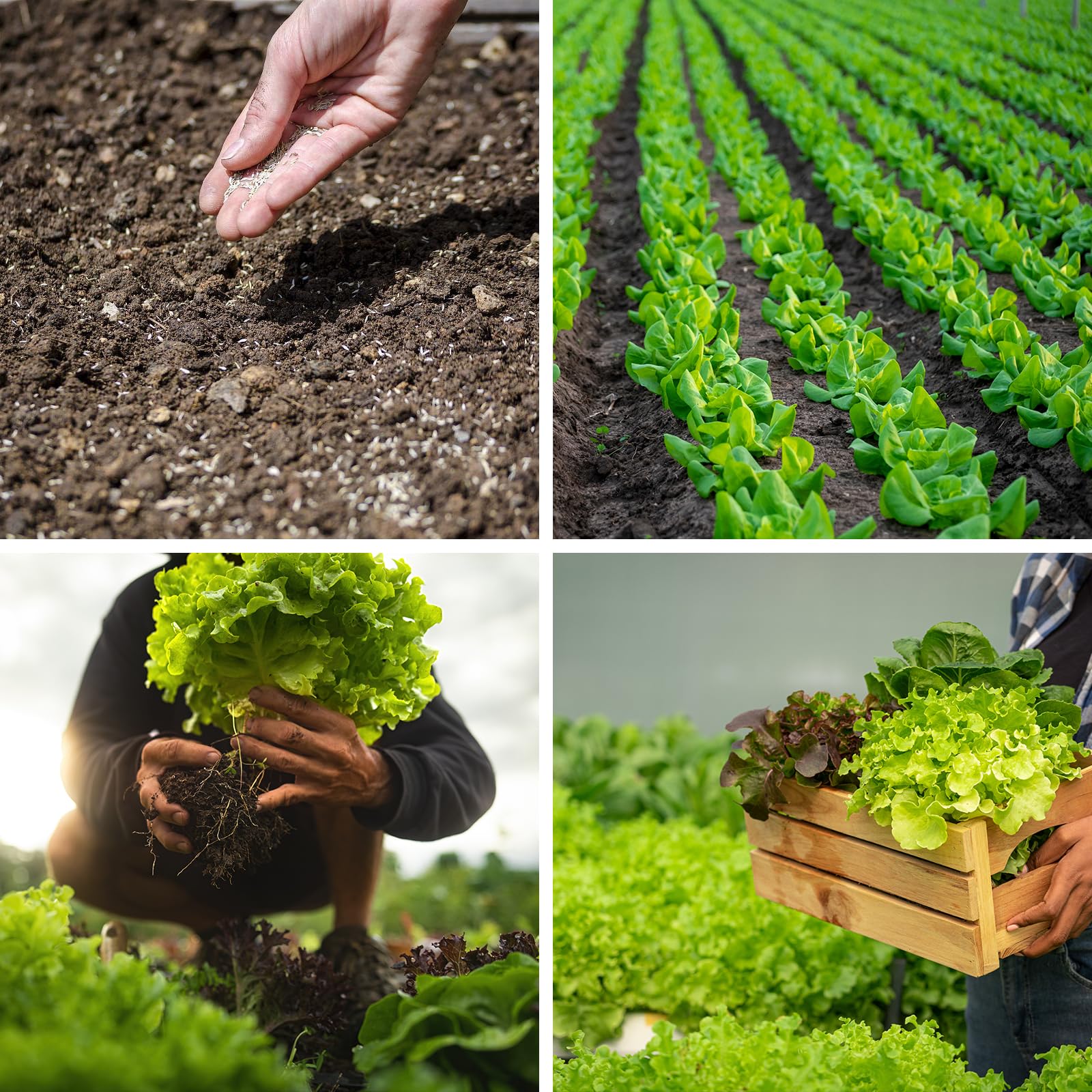 Lettuce seeds in resealable bag for storage