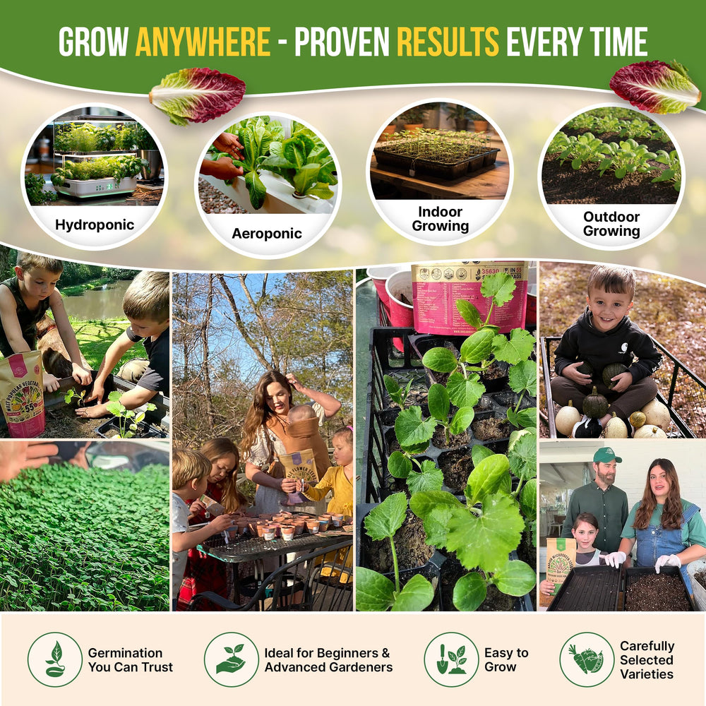 Lettuce varieties grown in a home garden setting