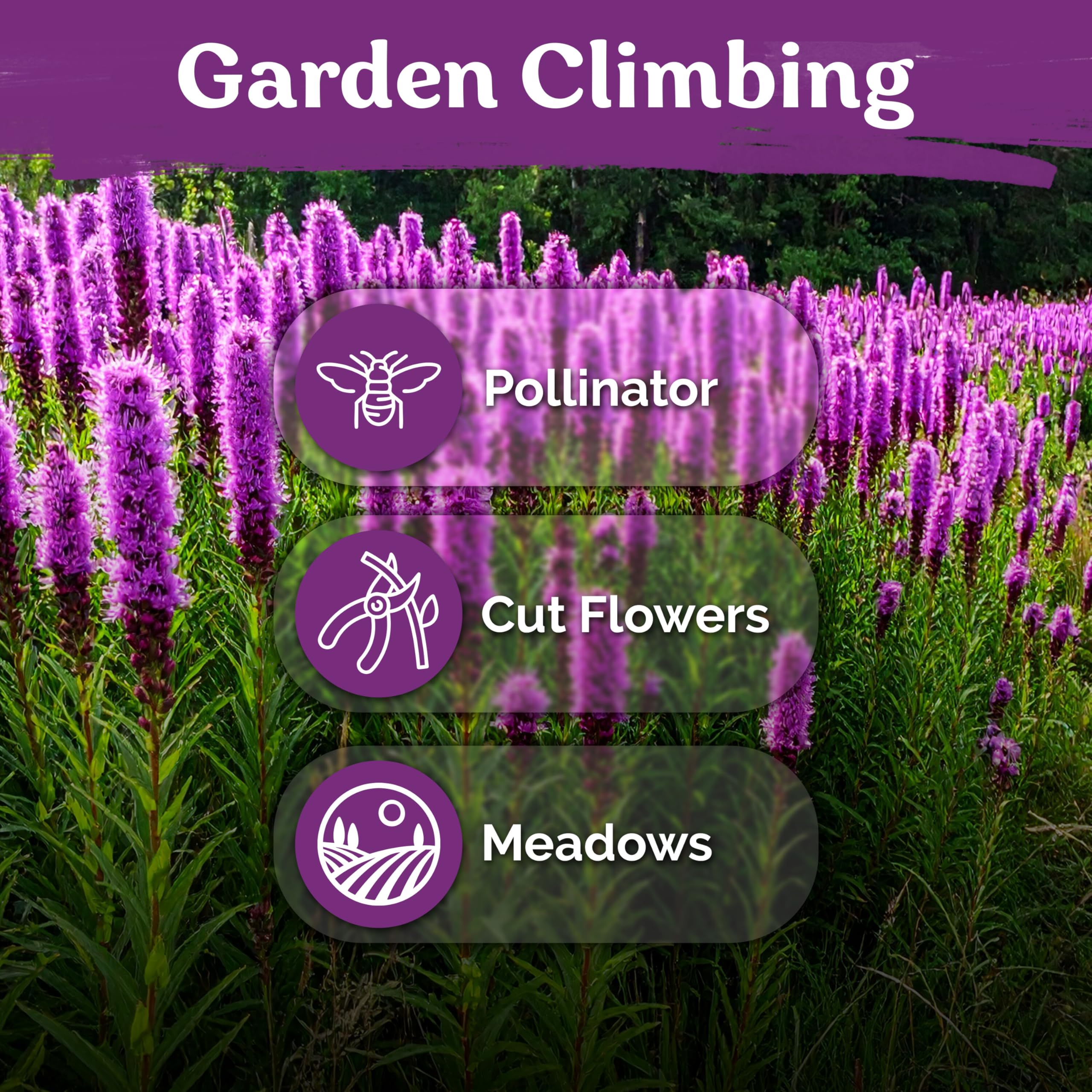 Liatris spicata flowers attracting butterflies