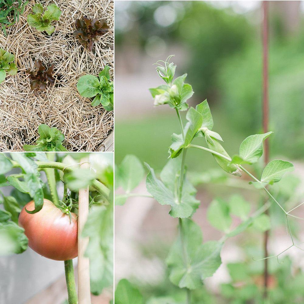 Lifestyle image of a garden with planted organic seeds