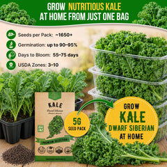 Lifestyle image of Kale Dwarf Siberian plants in garden