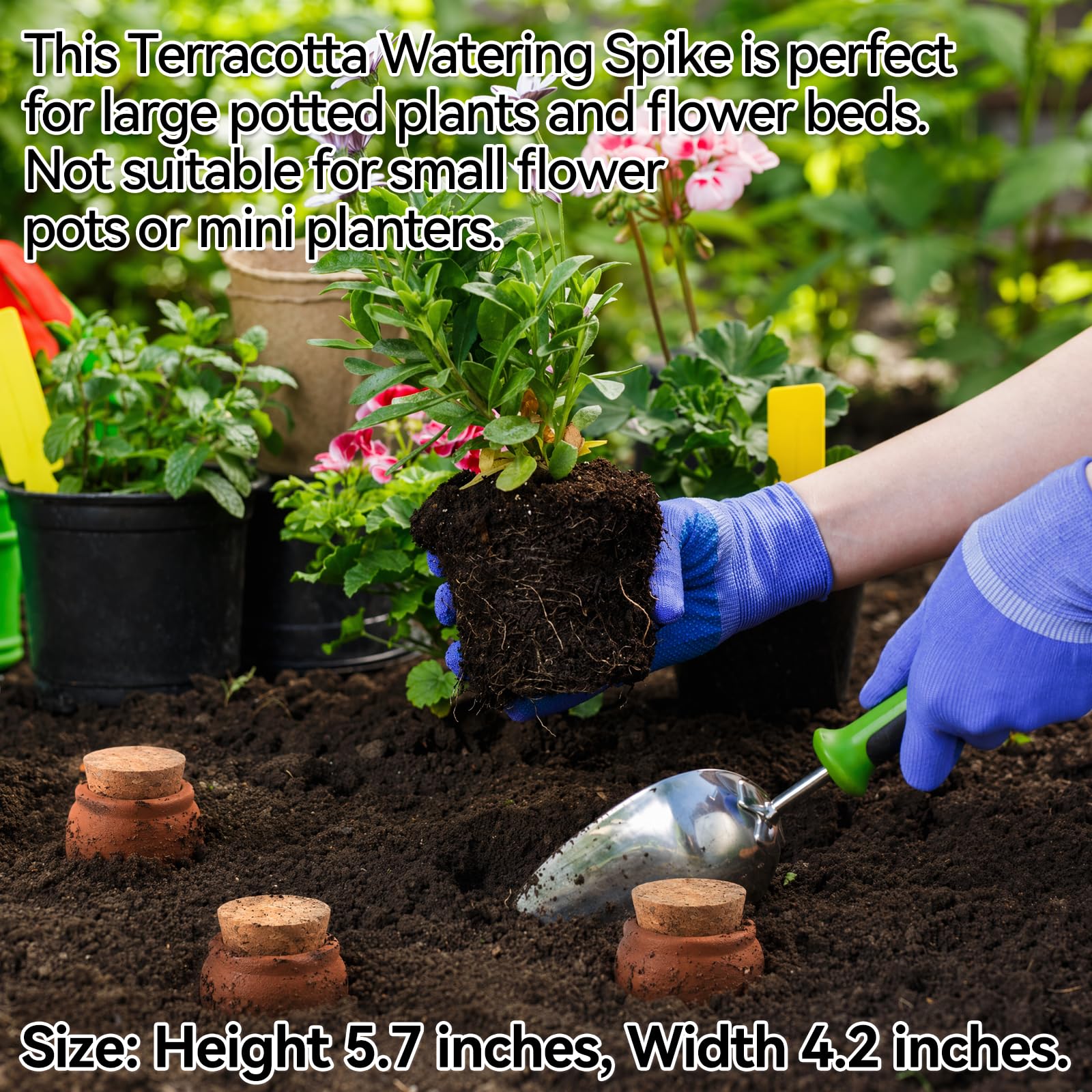 Lifestyle image of planting flowers with terracotta pots