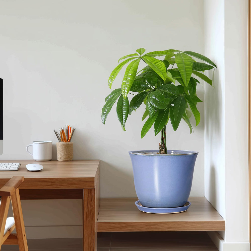 Lifestyle image of SUNPOTFOR Ceramic Plant Pot in home setting
