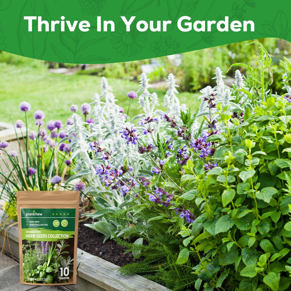 Lifestyle scene of herbs growing in pots from PLANTMEW seeds