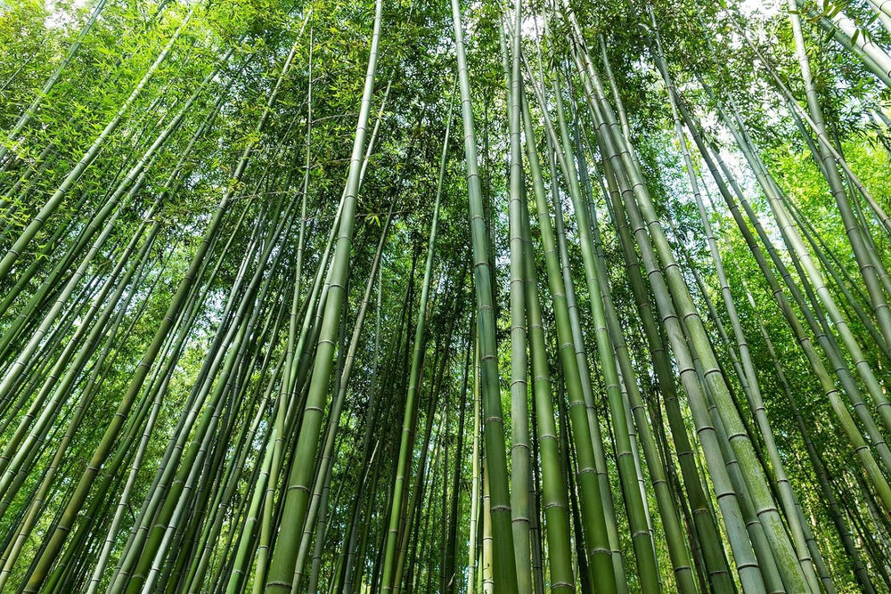 Lifestyle scene of planted Giant Bamboo in a garden setting