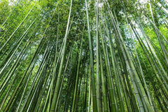 Lifestyle scene of planted Giant Bamboo in a garden setting