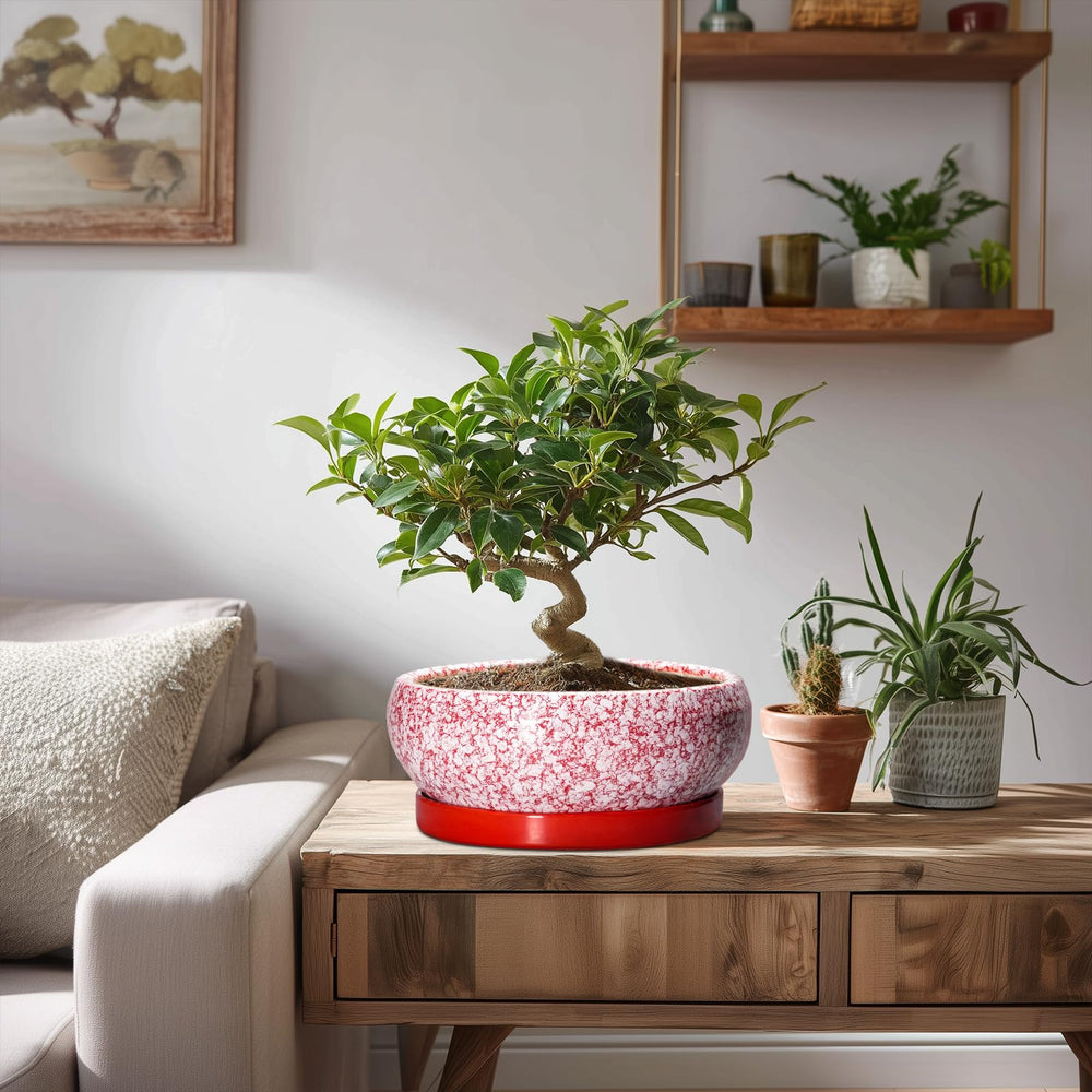 Lifestyle scene with EPFamily 8 Inch ceramic pot in a garden