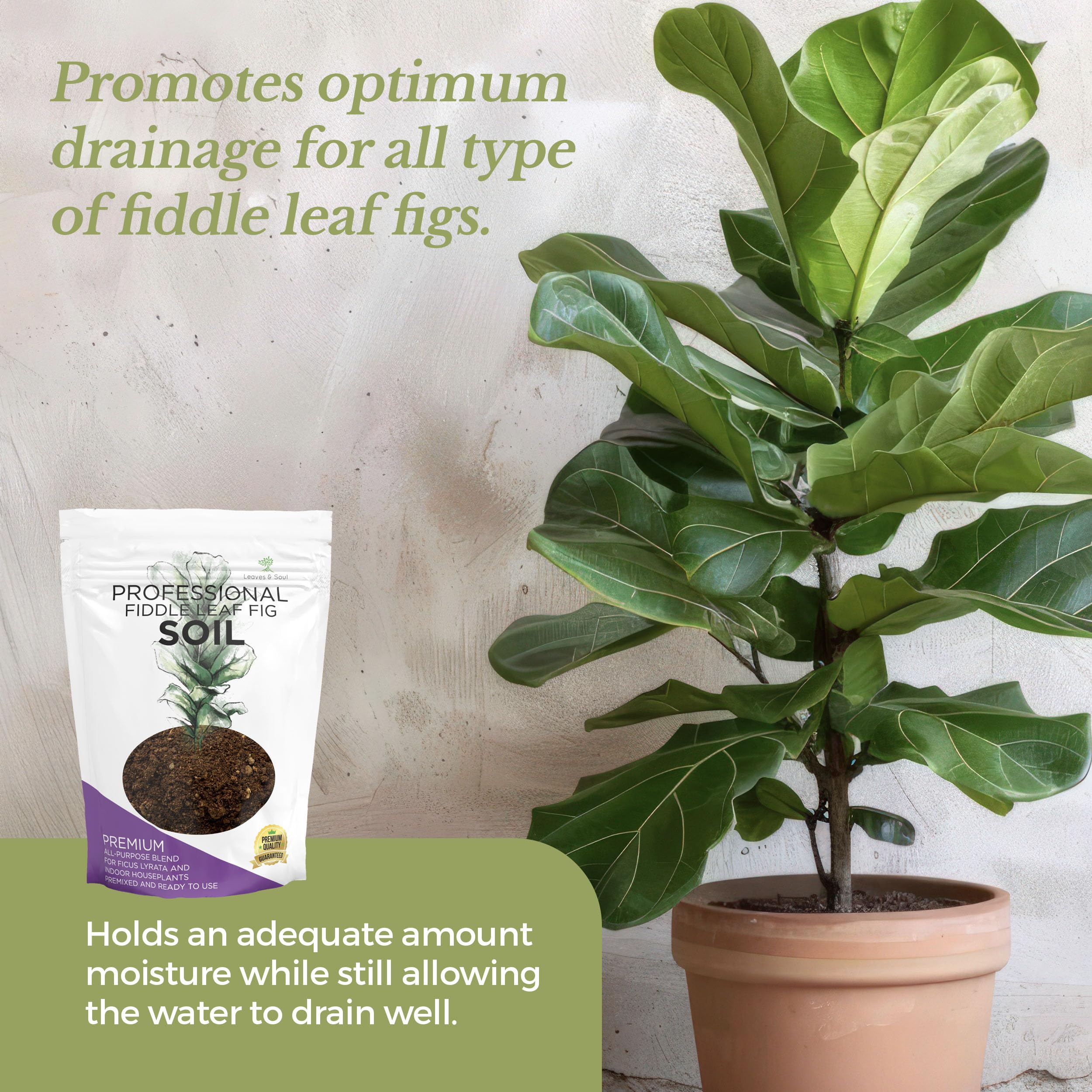 Lifestyle scene with fiddle leaf fig in container using Leaves and Soul soil