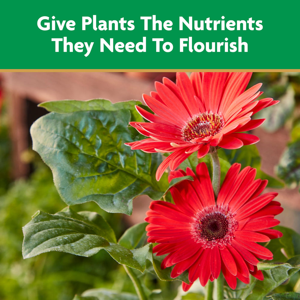 Lifestyle scene with Miracle-Gro Liquid All Purpose Plant Food in garden