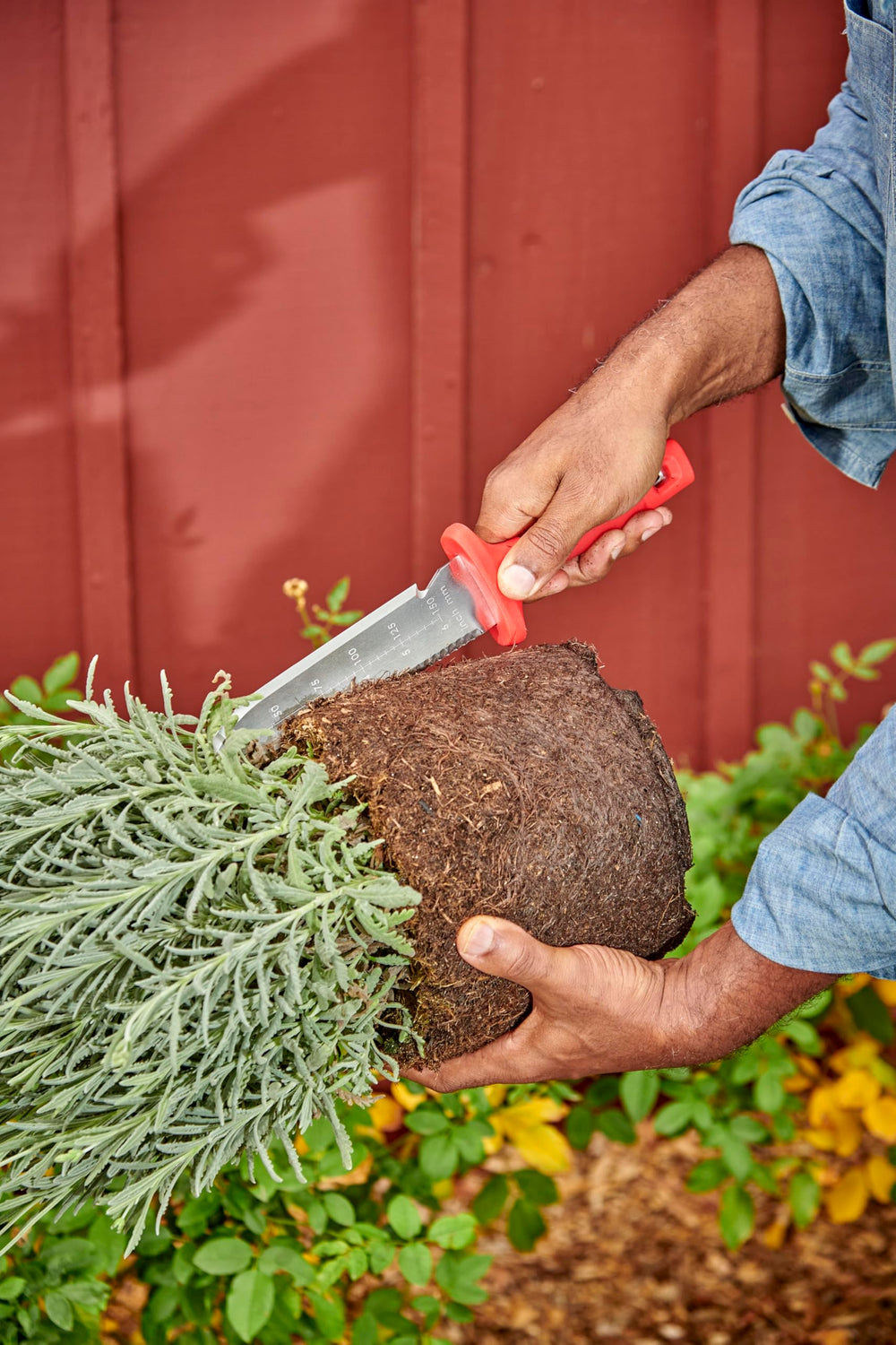 Lifestyle shot of Corona Hori Garden Knife in a garden setting