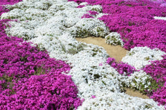 Lifestyle shot of Creeping Thyme growing between stepping stones